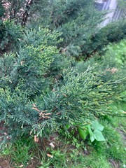 micro photo of cypress in the garden green color