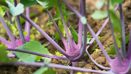 Fresh young heads of purple kohlrabi with lots of leaves growing in homemade greenhouse. Elevated...