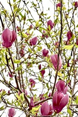 burgundy flowers of magnolia sulange on tree branches
