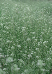 White flowers in green grass.