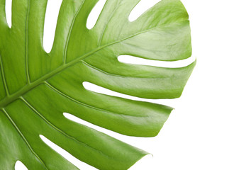 Fresh green tropical leaf isolated on white, closeup