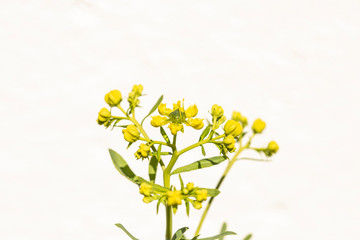 flower of Rue plant, aromatic plants