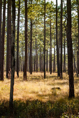 Spring pine forest over bright dry grasses