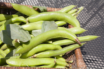 freshly picked broad beans in a wicker trug close up
