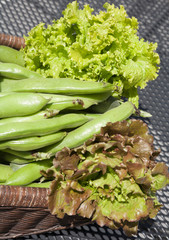 freshly picked organically grown lettuces and broad beans
