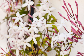 Sweetly scented white flowers of star jasmine