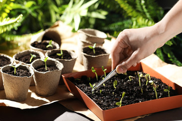 Woman taking care of seedling at table, closeup