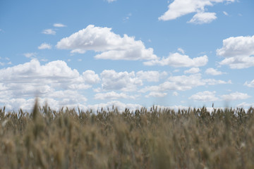 campo de espigas de trigo con cielo azul y nubes