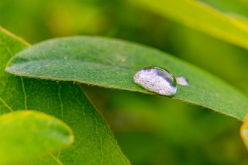 macro water drop on a leaf