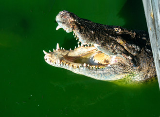 crocodile jaws in the water