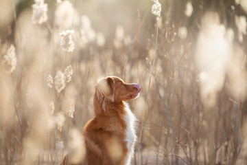 the dog waves i paws. Nova Scotia Duck Tolling Retriever in nature. Beautiful pet in tall grass on...