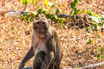 monkey looks into camera