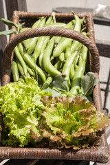 freshly harvested organic home grown lettuces and broad beans in a wicker trug