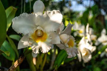 white and yellow orchid flower