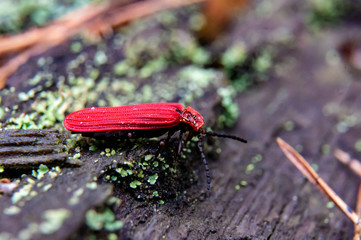 red bug on a green leaf
