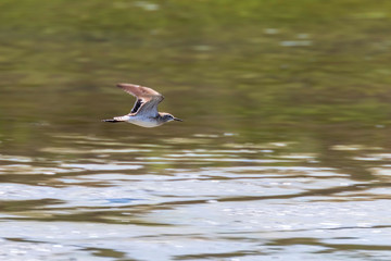 Sandpiper, Wood sandpiper flight (Tringa glareola) Wader Bird flight
