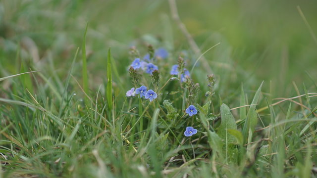 beautiful little blue flowers in a summer meadow, spring