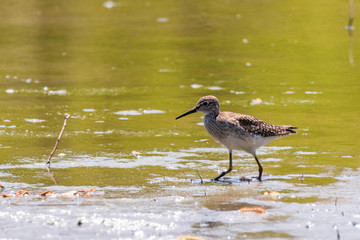Sandpiper, Wood sandpiper in Shallow Water (Tringa glareola) Wader Bird Sandpiper
