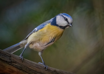 Blaumeise hält Ausschau