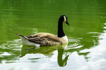 goose swimming in water