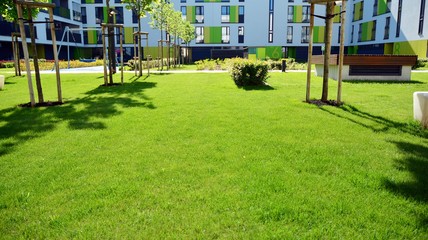Ornamental shrubs and plants near a residential city house