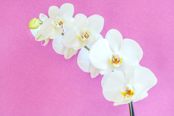 Beautiful white orchid on a pearly background. Stunningly beautiful blooming orchids close-up.
