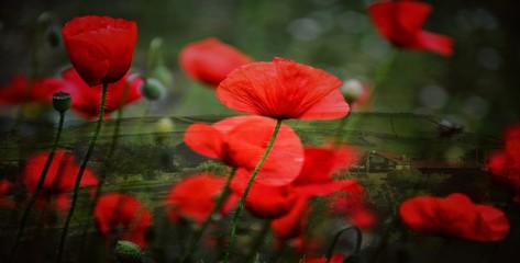 Fototapeta na wymiar Close-up Of Red Flowering Plants