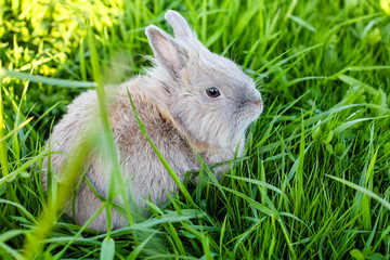 Close-up of a small fluffy decorative pet rabbit sitting in the green grass in a clearing in summer. Lionhead breed rabbit with grey and brown fur