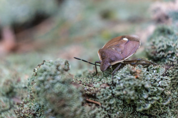 the bug on the ground