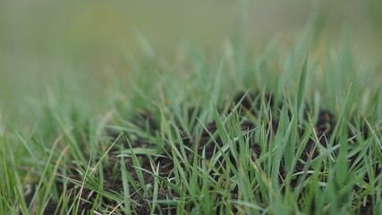 anthill among fresh green meadows, summer day