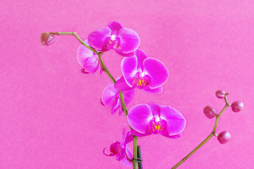 Beautiful purple phalaenopsis orchid flower, known as the fluttering butterfly.
