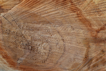 Closeup of slice of tree with annual rings