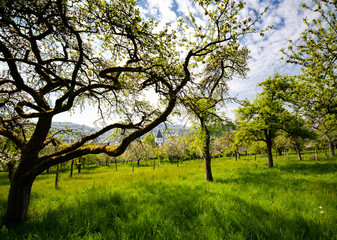 Streuobstwiese Obstbäume Meschede Sauerland Deutschland Kirche Abtei Königsmünster Kloster Apfelbäume alte Sorten Kultur Stamm Krone Astwerk Landwirtschaft Ernte Frühling Blüte Sonne Idyll 