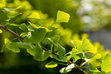 Ginkgo Biloba Blatt Blätter Zweig Ast Baum Hoffnung Freundschaft Liebe Leben Kraft Energie China Asien Nahaufnahme Makro Struktur Form Yin Yang Widerstandskraft Symboik Goethe Philosphie zweigeteilt