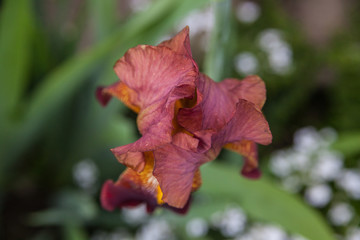 Fototapeta premium dark iris