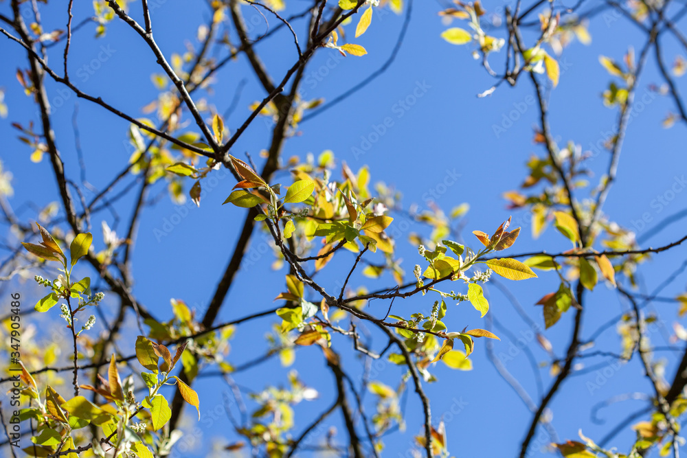 Poster spring maple branches with leaves