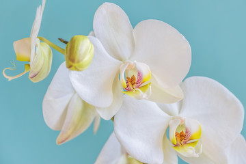 Beautiful white orchid on a turquoise background. Stunningly beautiful blooming orchids close-up.