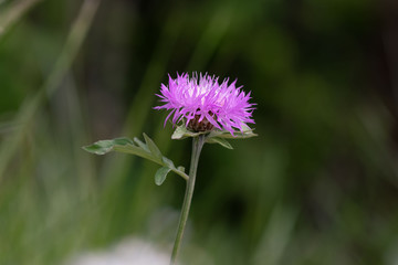 Siren flower that grows at the pond against the background of juicy greens