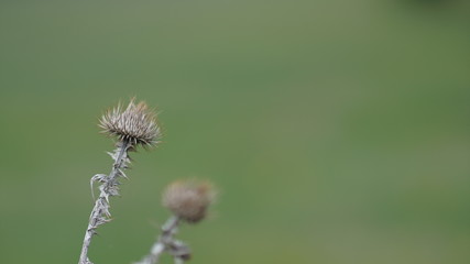 beautiful prickly dry thistles, beautiful spring day
