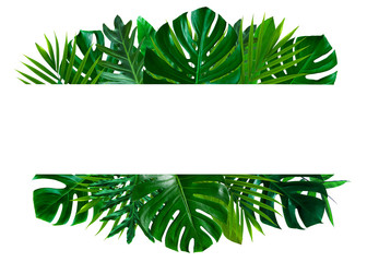 Green leaves nature frame layout of tropical plant bush (monstera, palm, philodendrons, ferns) on white background, flat lay