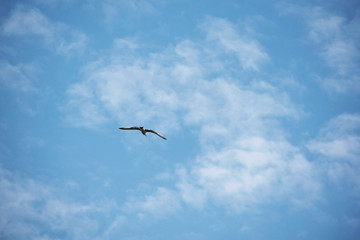 
Bird on a background of blue sky