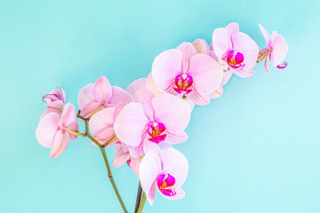 Beautiful light-purple phalaenopsis orchid flower, known as fluttering butterflies.