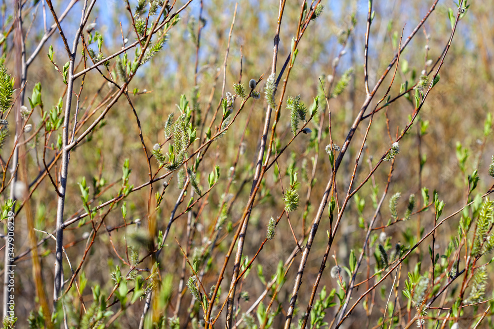 Poster trees with blossoming spring leaves.
