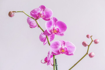 Fototapeta na wymiar Beautiful purple phalaenopsis orchid flower, known as the fluttering butterfly.
