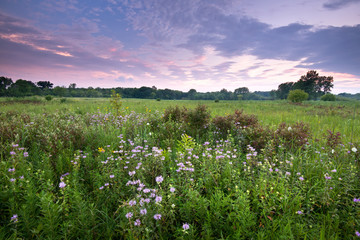 A sky full of rows of clouds tinged with sunset color drifts slowly over a Midwest prairie at the end of a summer day.
