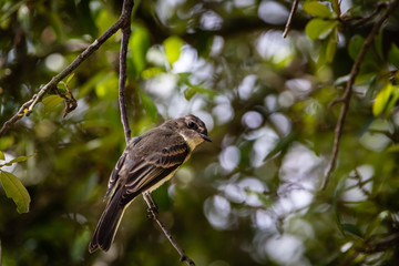 eastern phoebe