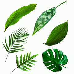 set of green monstera palm and tropical plant leaf on  white background for design elements, Flat lay