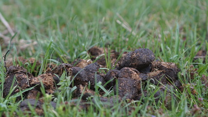 natural horse fertilizer among the meadow, spring day
