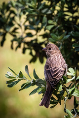 pine siskin