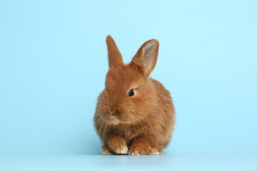 Adorable fluffy bunny on light blue background. Easter symbol
